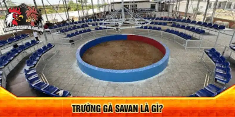 Tổng quan về trường gà Savan