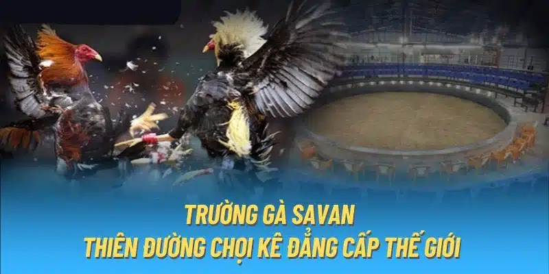 Trường gà Savan