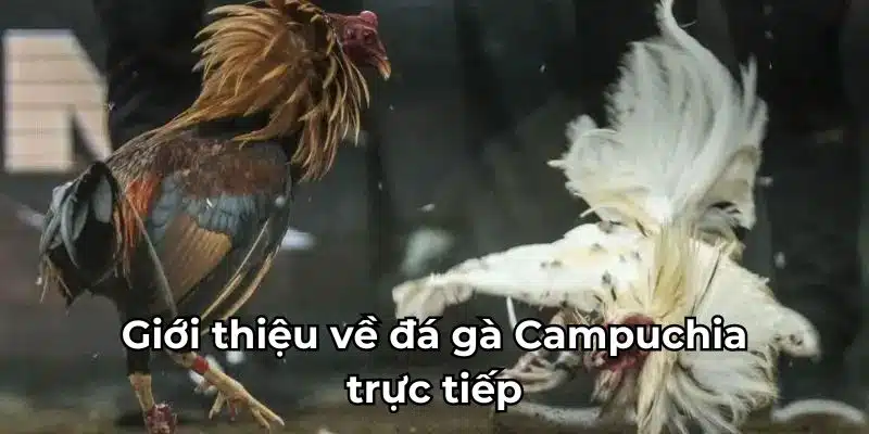 Giới thiệu về đá gà Campuchia trực tiếp