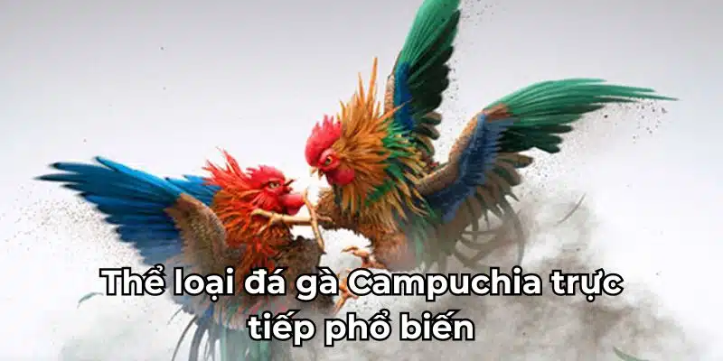 Thể loại đá gà Campuchia trực tiếp phổ biến