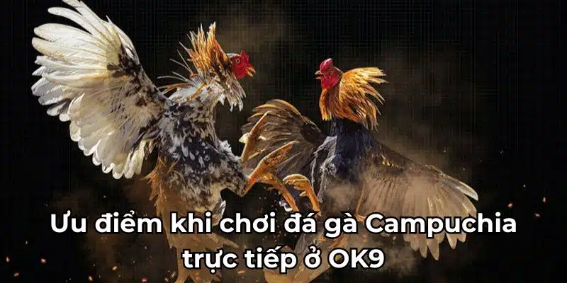 Ưu điểm khi chơi đá gà Campuchia trực tiếp ở OK9